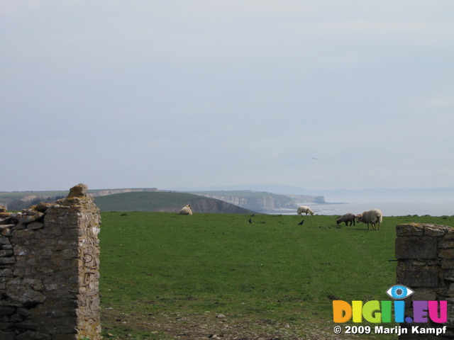 SX05272 View over sheeps field towards Dunraven Bay from Southerndown